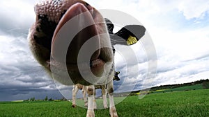 Extreme close-up video of a curious Friesian Holstein dairy cow