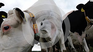 Extreme close-up video of a Friesian Holstein dairy cow