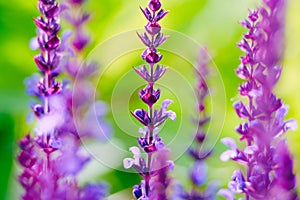 Extreme close up view of defocused beautiful purple fresh flower in with soft green leaves. Macro detail blurry backdrop
