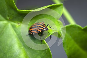 Milkweed Bug Close up