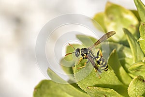 Extreme close up of a wasp with open wings