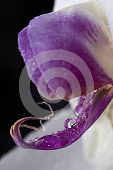 Extreme close up of water drops on flower
