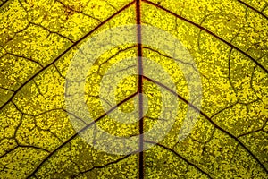 Extreme close up of a yellow leaf with red veins