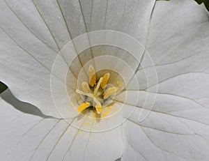 Extreme close up of yellow and white Trillum flower on a dunny day