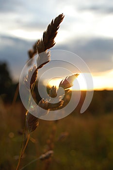 Extreme closeup of Barnyard Grass backlit by the rising sun