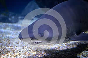 Extreme closeup of blacktip reef shark in ocean