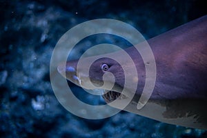 Extreme closeup of blacktip reef shark in ocean