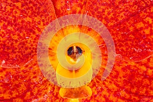 Extreme closeup of blooming orange Ascocentrum hybrid orchid flower