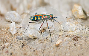 Extreme Closeup of a Brightly Colored Tiger Beetle in the Wild