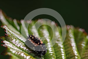 An extreme closeup of a bug on a leaf in a garden