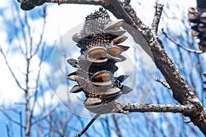 Extreme closeup of burned banksia coneExtreme closeup of burned banksia cone. photo