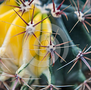 Extreme closeup of cactus spikes