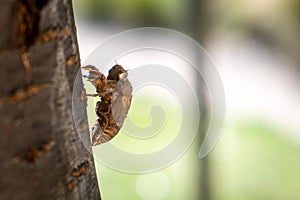 Extreme closeup of cicada exoskeleton.
