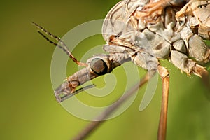 Extreme closeup of cranefly photo