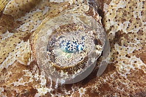 Extreme closeup of crocodilefish eye