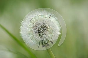 Closeup on dandelion in a field photo
