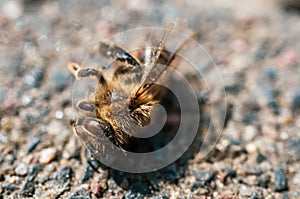 Extreme closeup of a dead bee on a pebbled surface