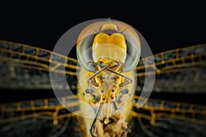 closeup dragonfly at the black background