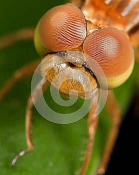 Extreme closeup of dragonfly compound eyes