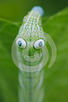 Extreme closeup on the fake eyes of a hawkmoth caterpillar