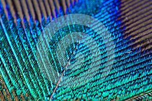 Extreme closeup of the feather of a peacock with beautiful colors