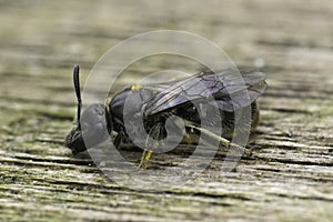 Extreme closeup on a female Long-faced furrow bee, Lasioglossum punctatissimum sitting on wood