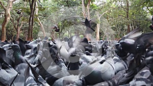 Extreme closeup of a flock of pigeons landing on each other and fighting to eat seeds in a park on a cloudy day