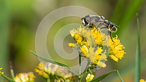 Extreme closeup of furry fly species on goldenrod yellow flowers in the Crex Meadows Wildlife Area in Northern Wisconsin - great d