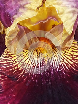 extreme closeup of a glowing brightly floral fantasy of a single dark red purple magenta and white tall bearded iris