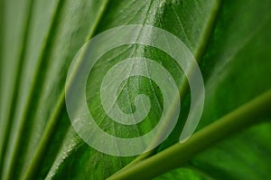 Extreme closeup of green leaf details