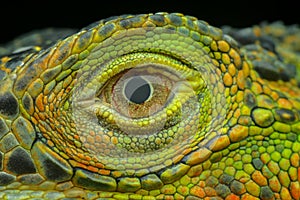 Extreme closeup Iguana eye