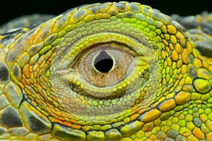 Extreme closeup Iguana eye