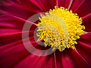 Extreme Closeup of Intensely Colorful Red Cosmos Flower Blossom