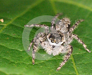 Extreme closeup of jumping spider