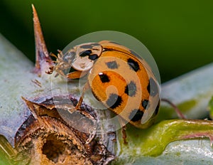 Extreme closeup of a lady beetle eating another insect on a summer day near the Minnesota River in the Minnesota Valley National W