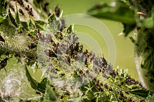 Extreme closeup of large aphid colony infesting plant leaves