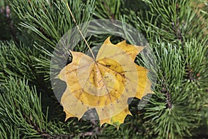 Extreme closeup macro of an colorful autumn leaf with fine detail. Nature background.