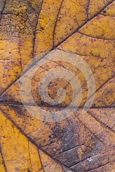 Extreme closeup macro of an colorful autumn leaf with fine detail. Nature background.