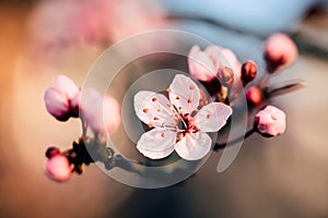 Extrémnej detailné makro fotografovanie z krásny bledý ružový čerešňa kvet na vetva z strom 