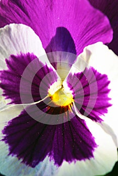 Extreme closeup, macro photography shot of purple viola tricolor or pansy flower