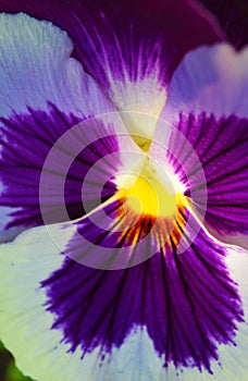 Extreme closeup, macro photography shot of purple viola tricolor or pansy flower