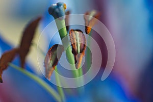 Extreme closeup macro of stamen on lilies