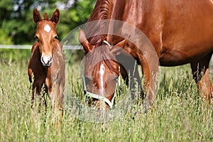 Extreme closeup mother horse and her newborn foal