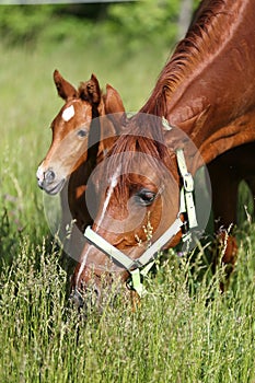 Extreme closeup mother horse and her newborn foal