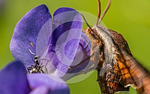 Extreme closeup of nessus sphinx moth and ant hanging out together on a purple wildflower in Theodore Wirth Park in Minneapolis