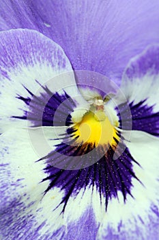 Extreme Closeup on a Pansy Flower