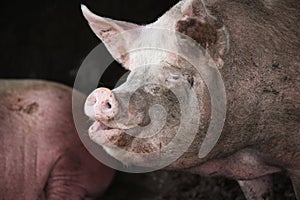 Extreme closeup photo of domestic pig sow