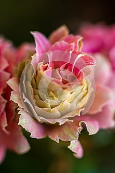 Extreme closeup of a pink flower with macro detail of pistil and stamens