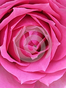 Extreme closeup of a pink rose.