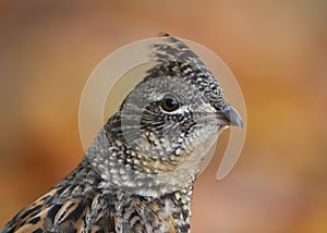 Extreme closeup portrait of Ruffed Grouse partridge against blurred autumn leaves